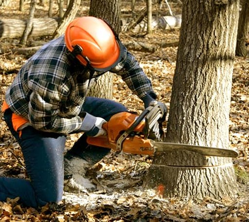 Tree Removal in Mountain Top, PA